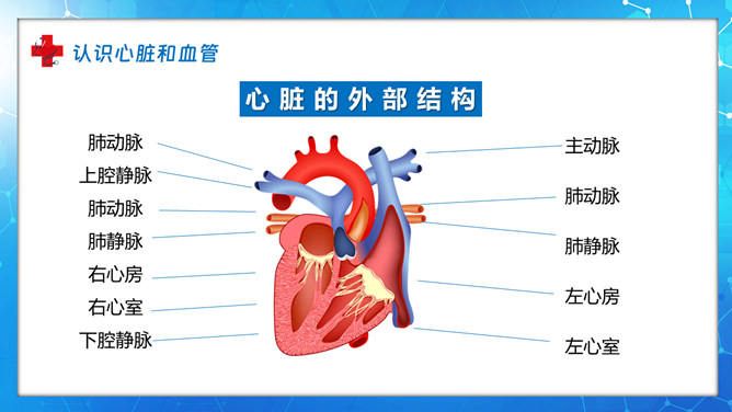 血液循环知识培训讲座PPT模板