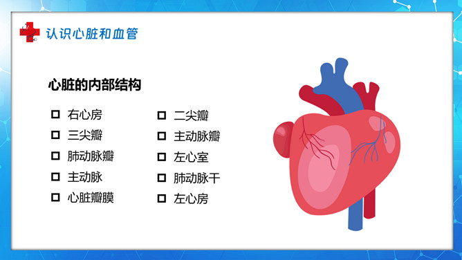 血液循环知识培训讲座PPT模板